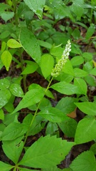 Polygala senega latifolia