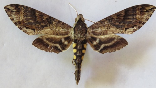 Manduca scutata
