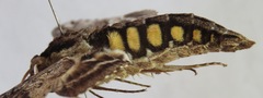 Manduca scutata