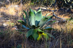 Agave maximiliana