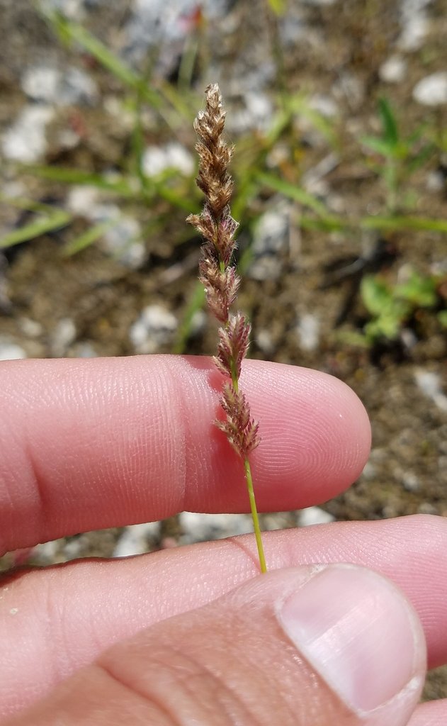 Gophertail Lovegrass from Miami-Dade County, FL, USA on February 27 ...