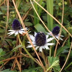 Eryngium carlinae