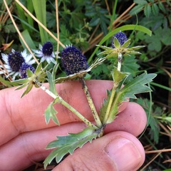 Eryngium carlinae