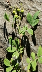 Rosa nutkana macdougalii