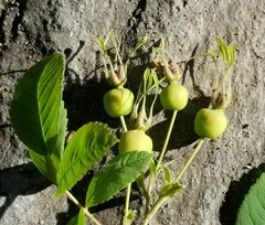 Rosa nutkana macdougalii