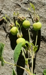 Rosa nutkana macdougalii