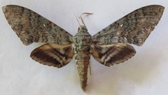 Manduca sesquiplex opima