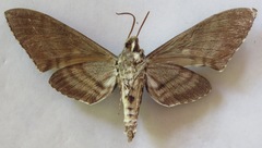 Manduca sesquiplex opima