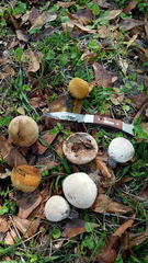 Lycoperdon radicatum