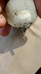 Lycoperdon radicatum