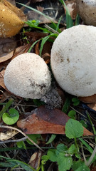 Lycoperdon radicatum