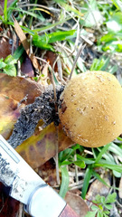 Lycoperdon radicatum