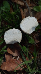 Lycoperdon radicatum