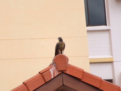 Pernis ptilorhynchus orientalis
