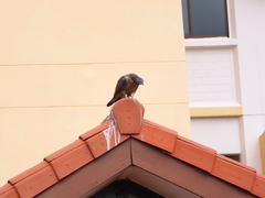 Pernis ptilorhynchus orientalis