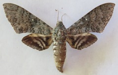 Manduca sesquiplex opima