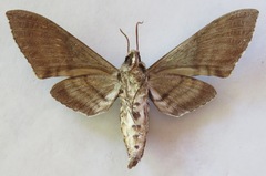 Manduca sesquiplex opima