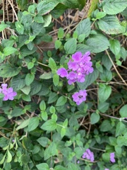 Lantana montevidensis