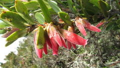 Plutarchia guascensis