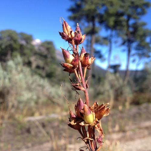 Gentian Beardtongue