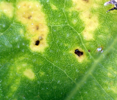 Puccinia embergeriae