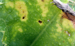 Puccinia embergeriae