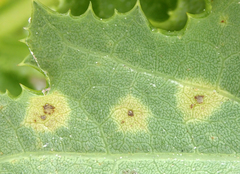 Puccinia embergeriae