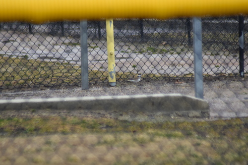 Killdeer photographed in Delaware