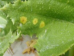 Puccinia embergeriae
