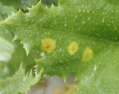 Puccinia embergeriae