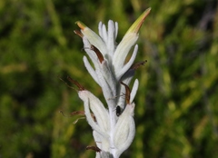 Castilleja hololeuca