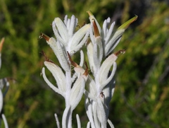 Castilleja hololeuca