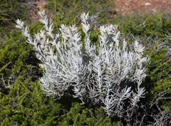 Castilleja hololeuca