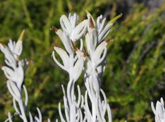 Castilleja hololeuca