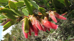 Plutarchia guascensis