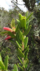 Plutarchia guascensis