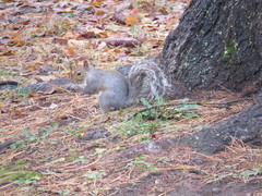 Sciurus carolinensis
