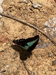 Graphium sarpedon luctatius