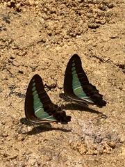 Graphium sarpedon luctatius