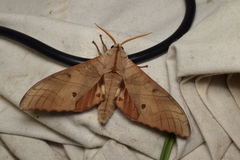 Marumba sperchius