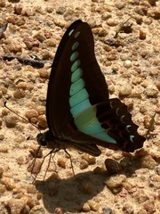 Graphium sarpedon luctatius