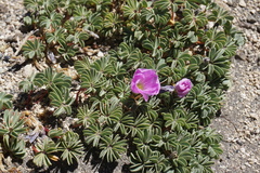 Oxalis adenophylla