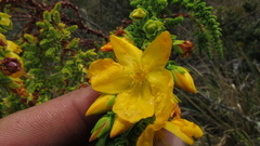 Hypericum goyanesii
