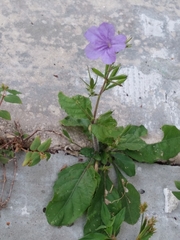 Ruellia ciliatiflora