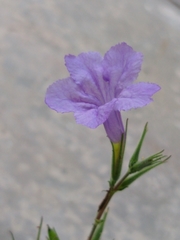 Ruellia ciliatiflora
