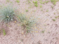 Baccharis retamoides