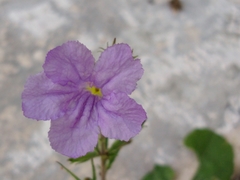 Ruellia ciliatiflora