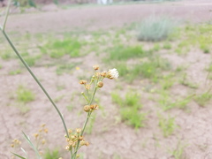 Baccharis retamoides