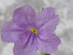 Ruellia ciliatiflora