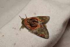 Peridea aliena